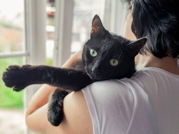 Bombay-katter som innekatter – passar de för lägenhetsliv?